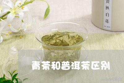 青茶和普洱茶区别/2023031695381