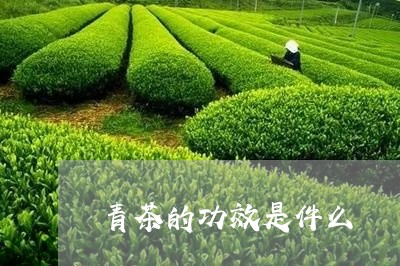 青茶的功效是件么/2023032403827