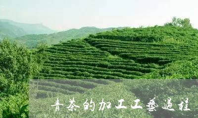 青茶的加工工艺过程/2023032104059