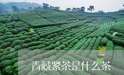 青藏紧茶是什么茶/2023032446584