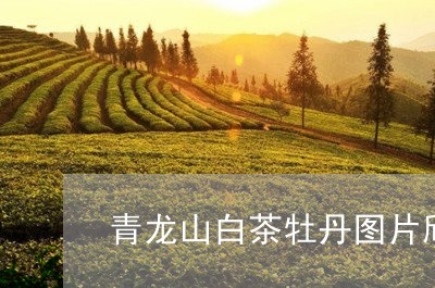 青龙山白茶牡丹图片欣赏/2023032929675