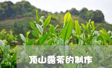 顶山露茶的制作/2023032166471