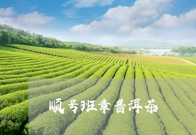 顺号班章普洱茶/2023033146136