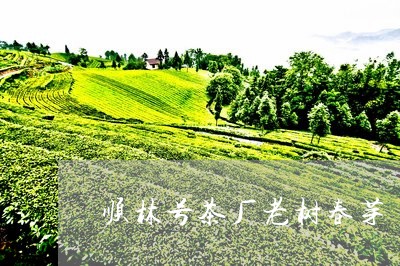 顺林号茶厂老树春芽/2023041639593