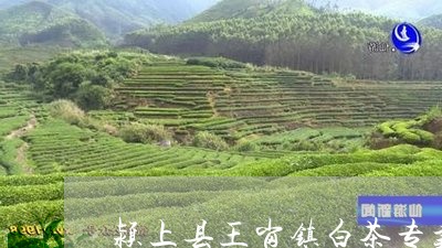 颍上县王岗镇白茶专卖店/2023033069624