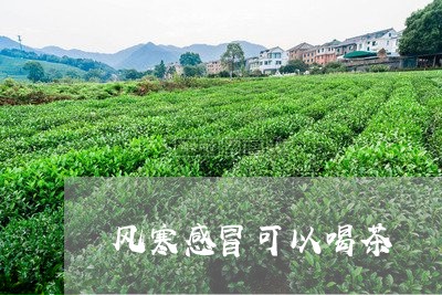 风寒感冒可以喝茶/2023032475937