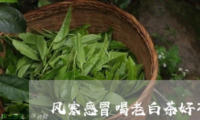 风寒感冒喝老白茶好不好/2023033044827