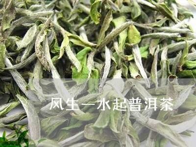 风生一水起普洱茶/2023041386171