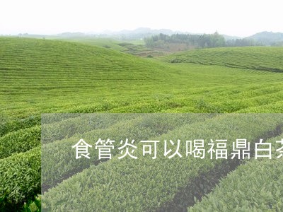 食管炎可以喝福鼎白茶吗/2023033011719