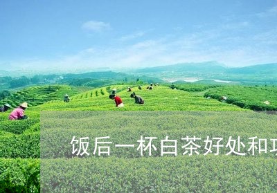 饭后一杯白茶好处和功效/2023033023048