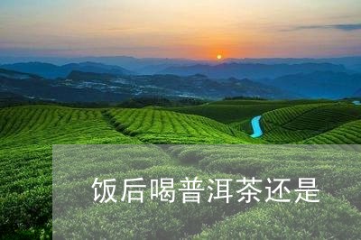 饭后喝普洱茶还是/2023041184058