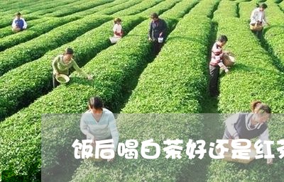 饭后喝白茶好还是红茶好/2023033096151