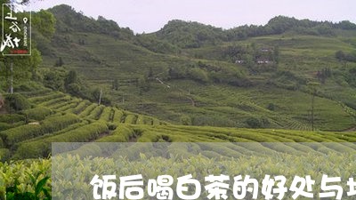 饭后喝白茶的好处与坏处/2023033054835