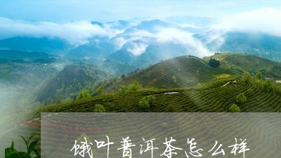 饿叶普洱茶怎么样/2023033023036