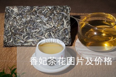 香妃茶花图片及价格/2023032158502