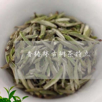 香椿林古树茶特点/2023032676047