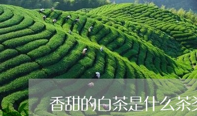 香甜的白茶是什么茶类型/2023033039571