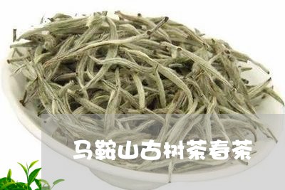 马鞍山古树茶春茶/2023032631646