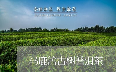 马鹿箐古树普洱茶/2023031689483