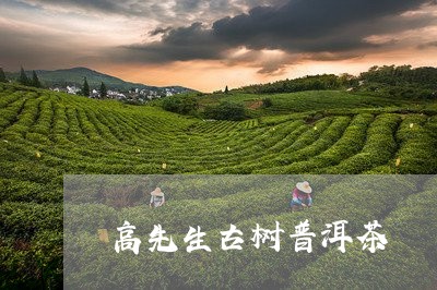 高先生古树普洱茶/2023040123835