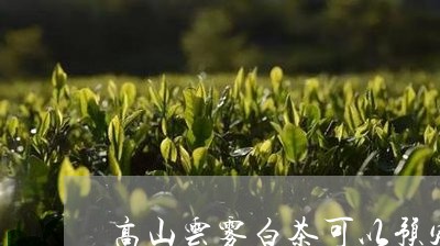 高山云雾白茶可以预定啦/2023033020573