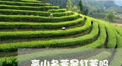 高山名茶是红茶吗/2023032588493