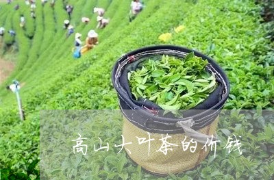 高山大叶茶的价钱/2023032506036