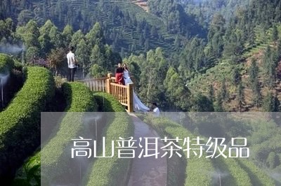 高山普洱茶特级品/2023031706373