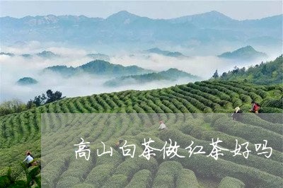 高山白茶做红茶好吗/2023033057491