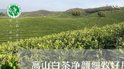 高山白茶净颜细致好用吗/2023033085939