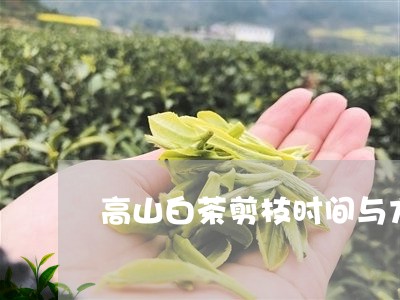 高山白茶剪枝时间与方法/2023033079527