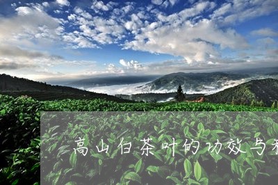 高山白茶叶的功效与种类/2023033082494