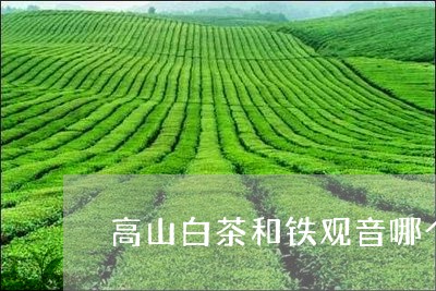 高山白茶和铁观音哪个好/2023033035158