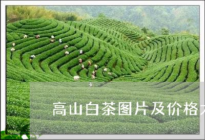 高山白茶图片及价格大全/2023033048471