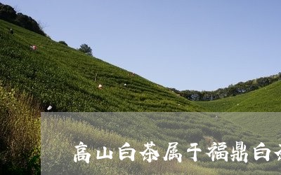 高山白茶属于福鼎白茶吗/2023033000493