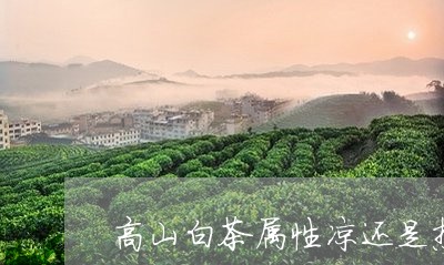 高山白茶属性凉还是热性/2023033069394