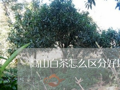 高山白茶怎么区分好坏呢/2023033073838