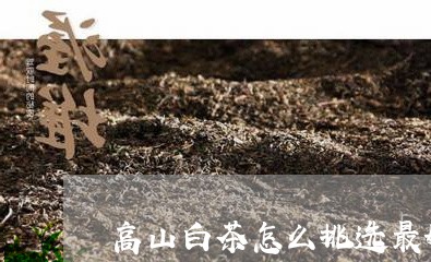 高山白茶怎么挑选最好喝/2023033024961