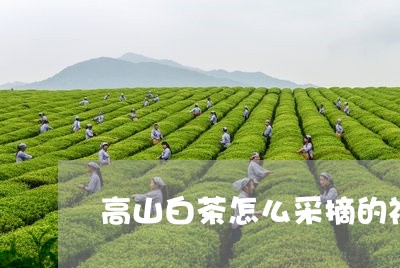 高山白茶怎么采摘的视频/2023033069726