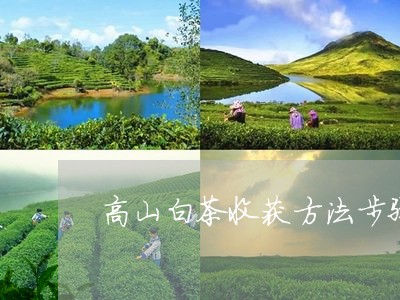 高山白茶收获方法步骤图/2023033023836