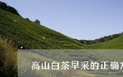 高山白茶早采的正确方法/2023033019814