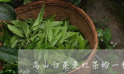 高山白茶是红茶的一种吗/2023033071414