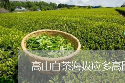 高山白茶海拔应多高最好/2023033040603