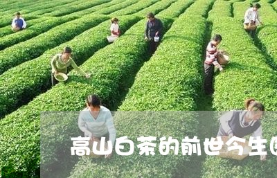 高山白茶的前世今生图片/2023033091737