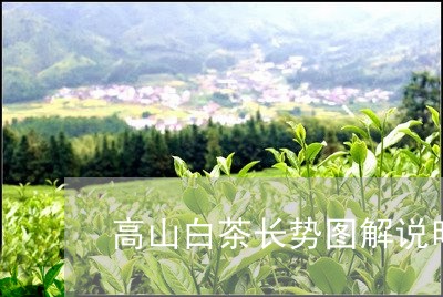 高山白茶长势图解说明文/2023033059582