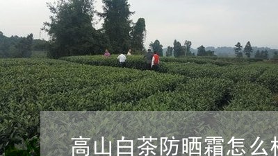 高山白茶防晒霜怎么样啊/2023033049415