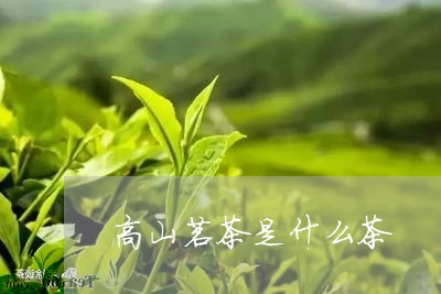 高山茗茶是什么茶/2023032402825