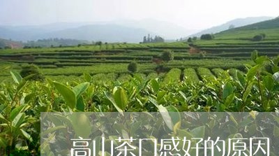 高山茶口感好的原因/2023041574938