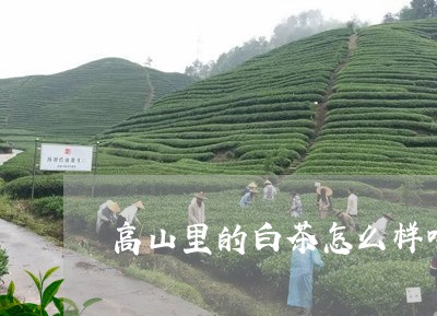 高山里的白茶怎么样喝好/2023033001514