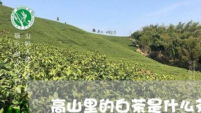 高山里的白茶是什么茶种/2023033085047